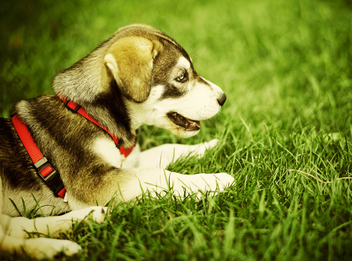 DDOS压力测试网页端