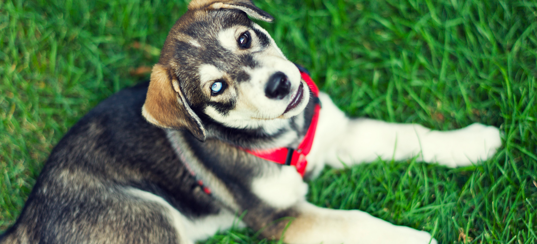 攻击网站在线工具