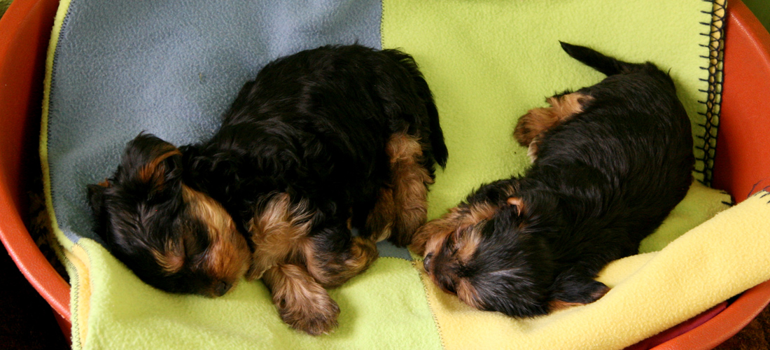 如何低价购买的cc攻击工具